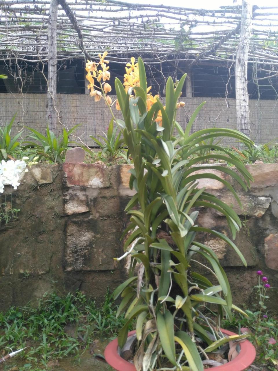 דואונג דונג Thuy House Resort מראה חיצוני תמונה